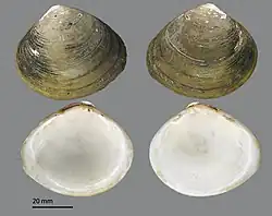 Geloina expansa (MNHN-IM-2009-2335)