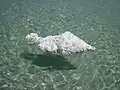 「Swimming Rocks」チェシュメアラサトゥ（英語版）2014年