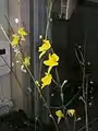 花茎と花序G. aurea