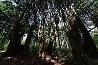 幻想の森