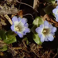 花冠は裂片が卵形