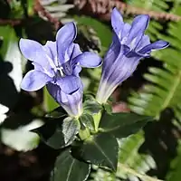 青紫色の花を上向きに数個つけ、萼裂片は卵形で、5裂し、平らに開く