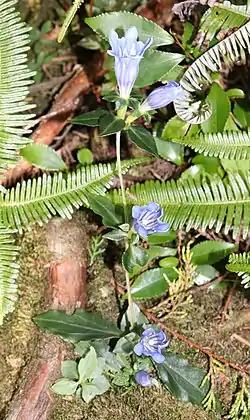 アサマリンドウ、天狗倉山、三重県北牟婁郡紀北町にて、2019年11月2日撮影