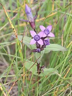 オノエリンドウ、飛騨山脈の高山帯、長野県大町市にて、2021年8月31日撮影