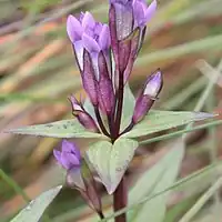 葉腋につく花と蕾