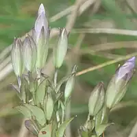 花冠は薄紫色で筒状鐘形