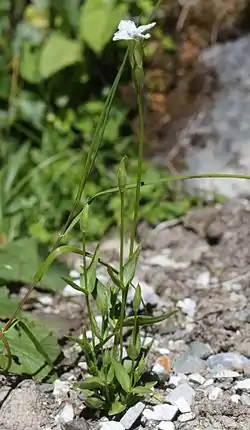 シロウマリンドウ、飛騨山脈の白馬鑓ヶ岳の高山帯(長野県白馬村)・2015年8月1日