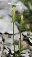 花と蕾の側面、萼は釣鐘状漏斗形で先端が4裂する。