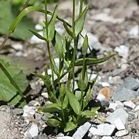 対生する根生葉と茎葉。