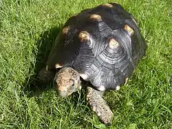 アカアシガメ