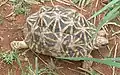 インドホシガメG. elegans