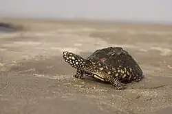 ハミルトンガメ