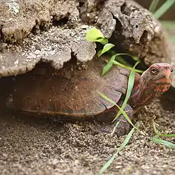 リュウキュウヤマガメ