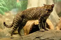 ジョフロワネコ