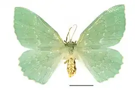 オオシロオビアオシャク Geometra papilionaria （シャクガ科）