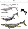 ゲオサウルス族の復元図。上からゲオサウルス、ダコサウルス、トルヴォネウステス、プレシオスクス。