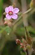 開花直後の花と蕾 （伊吹山）