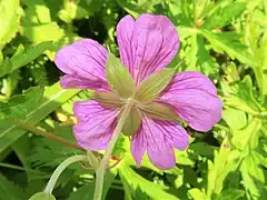 花の裏面。花序柄と花柄に下向きの伏毛が密生する。萼片は花弁よりやや短く、縦に5-7脈があり、先端は芒状にとがり、外面の脈上に伏毛が生える。