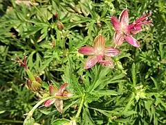 雄蕊の基部に白い毛が生える。雌蕊は1個で心皮は5個、花柱分枝は5個となる。左端に未成熟の果体が見える。