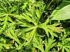 葉身は円形から腎形で、ほとんど基部まで掌状に5深裂し、裂片は菱形でさらに2-3回細かく切れ込む。