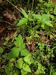 茎葉は互生し、葉身は円形から腎形、または広卵形で、掌状に3全裂し、裂片は菱状卵形で縁に粗い鋸歯があり、先端はとがる。