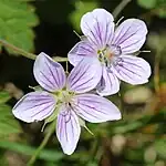 薄紫色の2個の花を付けた個体、雌蕊は10本