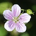 ミツバフウロ、花の色は薄紫色（伊吹山、滋賀県米原市、2015年9月20日）