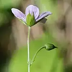 萼片と蕾、花柄は長い