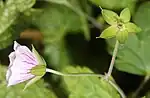 ミツバフウロ、萼片と花柄に腺毛がない（伊吹山、岐阜県揖斐川町、2013年10月12日）