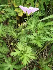 長野県東信地方 2018年6月下旬