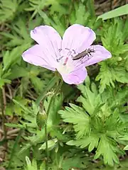 長野県産のもの。萼片外面に開出毛が生える。花弁の縁は全縁。