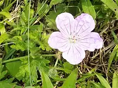 花弁どうしがすき間なく重なりあい、濃紅色の脈が目立つ。花弁下部の脈上と花弁基部の縁には白毛が生える。青森県下北半島 2021年6月下旬。