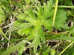 葉身は掌状に5-7深裂し、裂片はさらに細かく切れ込み、終裂片は線形になる。