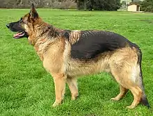 ソバーカ(Собака, 雄犬)