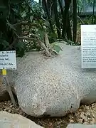 Gerrardanthus macrorhizus胚軸の肥大する多肉植物として愛好家の間で眠り布袋の園芸名で流通。アフリカ大陸南部東岸に自生。
