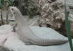 オニプレートトカゲ