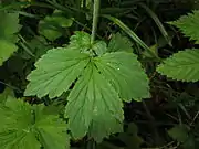 茎葉の基部にある托葉は広く大きい。