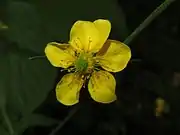 5弁花となる。花柱に関節がある。