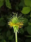 集合果。花後、花柱の関節の先が脱落し先が曲がった痩果になる。