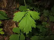 茎につく葉。基部の托葉は小さい。