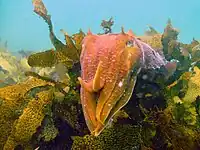 GiantCuttlefish6