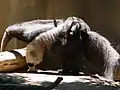 幼獣を背中に乗せた母親