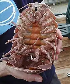 ダイオウグソクムシ(Bathynomus giganteus)は0.76メートル (2.5 ft)に達する。