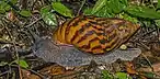 Achatina achatina