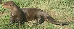 オオカワウソ