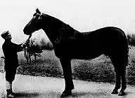 種牡馬として成功したギドラン四二ノ一五