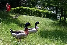 アヒル(岐阜大学キャンパス)