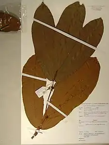 ガボンのイヴィンド国立公園（英語版）南部で採取された標本、Dauby 2347（ブリュッセル自由大学 (Université Libre de Bruxelles) 所蔵）