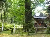 帖佐八幡神社（新正八幡宮）の樹齢約800年の銀杏