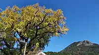 南側から。後方の山は黒髪山。